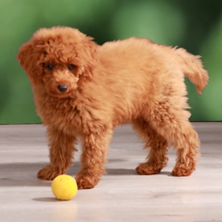 junger Hund beim spielen MB-Fotostudio